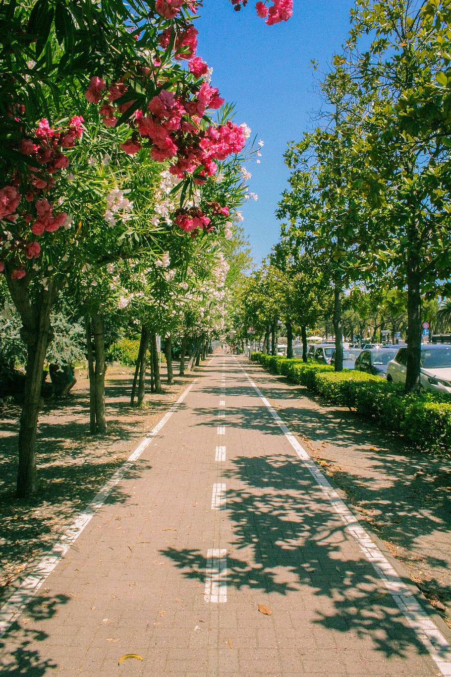 italy, trees, flowers, lane, road, laspezia, la spezia, cinque terre, HD wallpaper