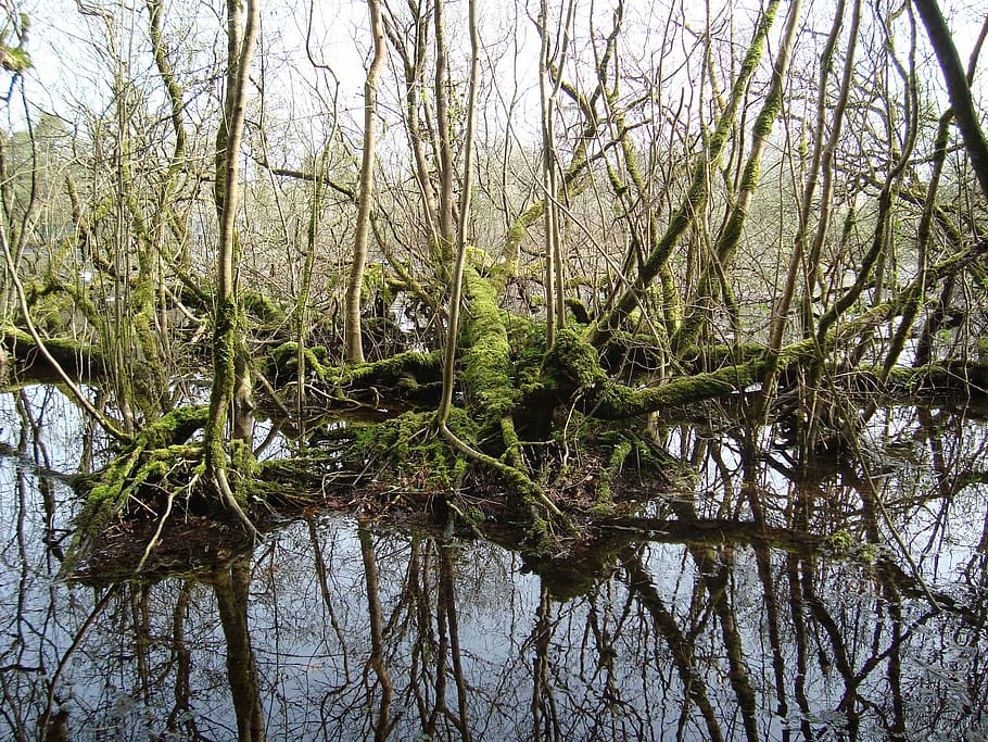 forest, river, trees, mud, plant, tranquility, water, no people HD wallpaper