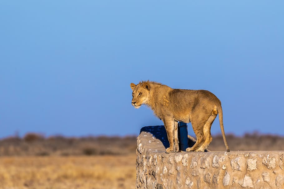 lion, males, young, mane, big cat, predator, lion's mane, wildcat, HD wallpaper