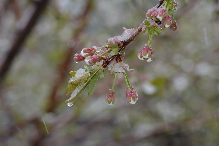 spring, cherry, bloom, zing, snow, rain, frost, rime, cold HD wallpaper