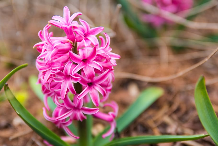 flower, pink, nature, spring, blossom, bloom, flora, flowering plant HD wallpaper