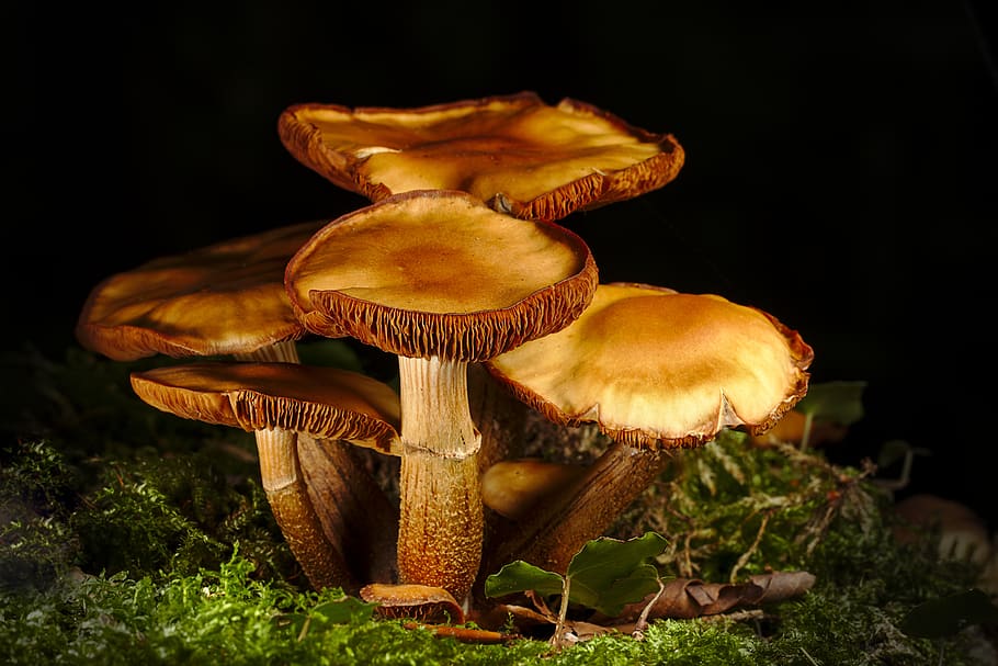 mushroom, mushrooms, forest, autumn, moss, macro, disc fungus, HD wallpaper