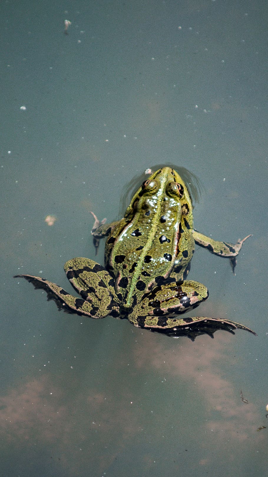 brown and black frog on water, animal, amphibian, wildlife, lizard, HD wallpaper