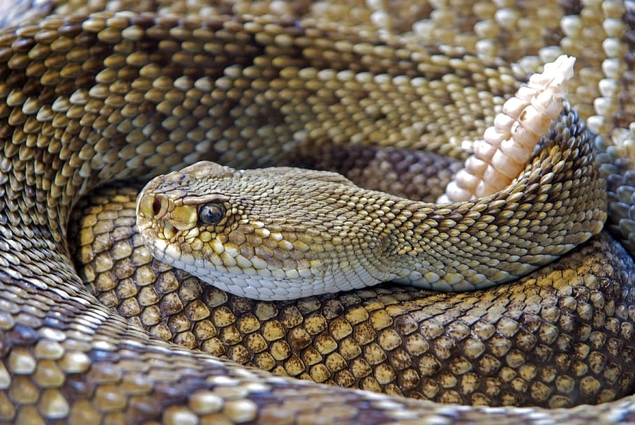 Diamond Back Rattle Snake, animal, dangerous, hunter, lethal