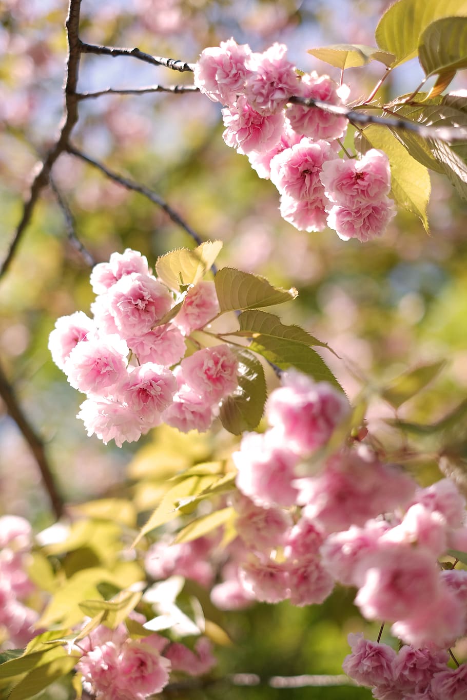 japan, hakone, depth, flowers, bloom, pink, tree, flowering plant HD wallpaper