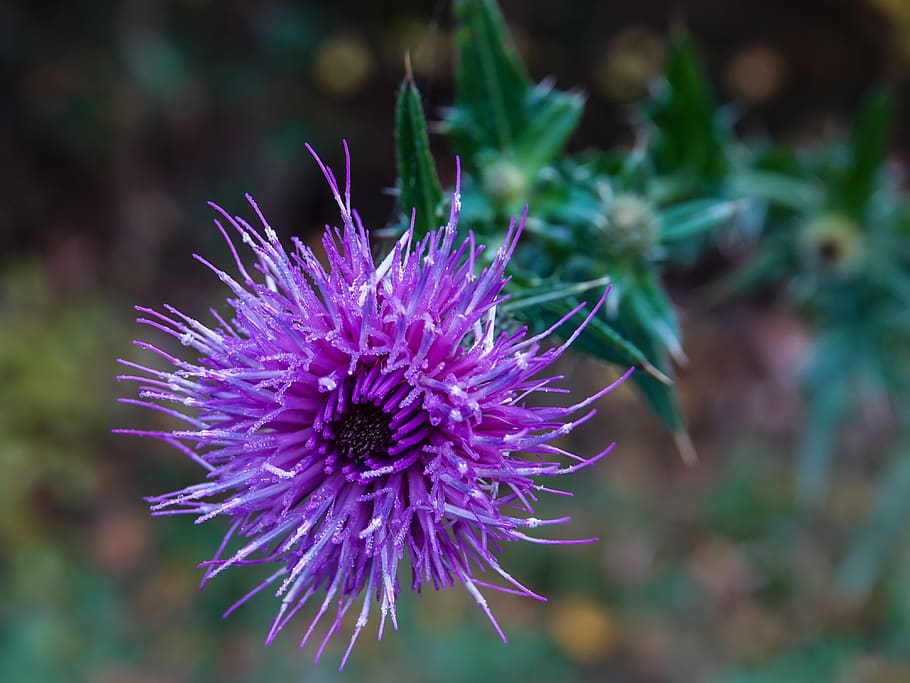 violet, flower, drops, water, flowering plant, beauty in nature HD wallpaper