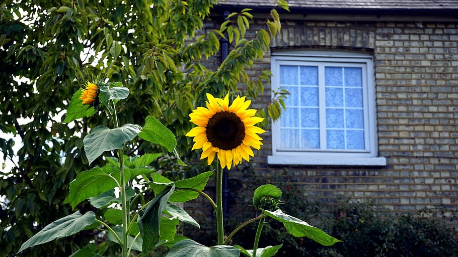 Yellow and Black Sunflower in Bloom Near Brown Bricked House HD wallpaper
