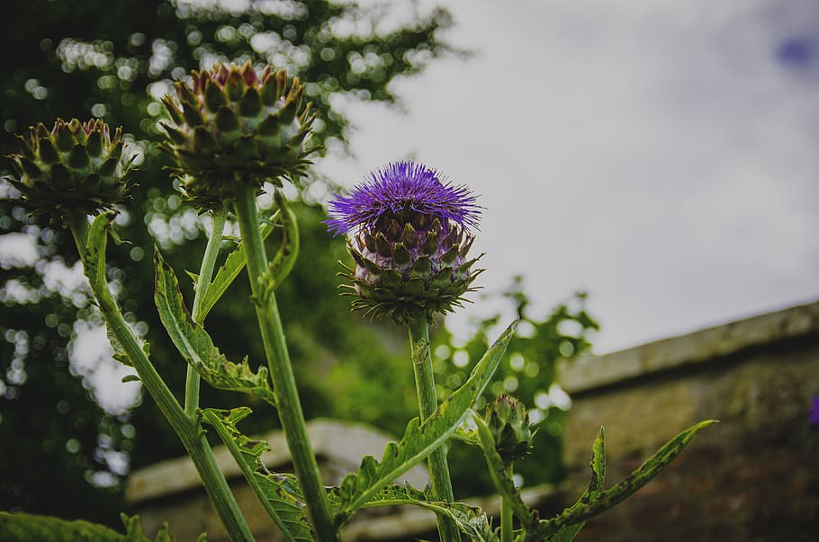 Selective Focus Photography of Purple Thistle Flower, bloom, blooming HD wallpaper