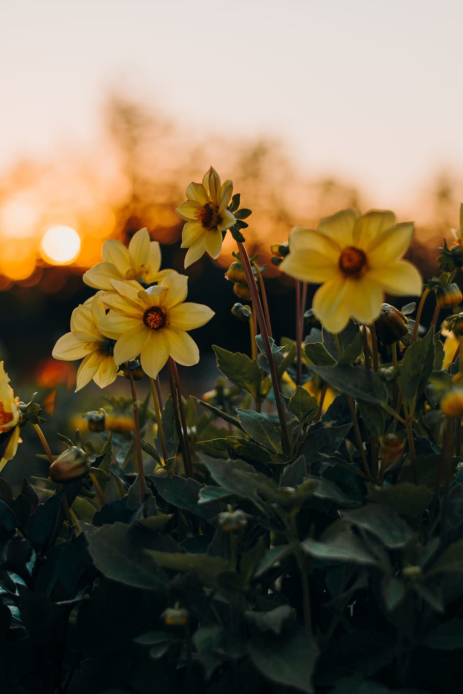 Photo of Yellow Flowers With Green Leaves, blooming, flora, leaf HD wallpaper