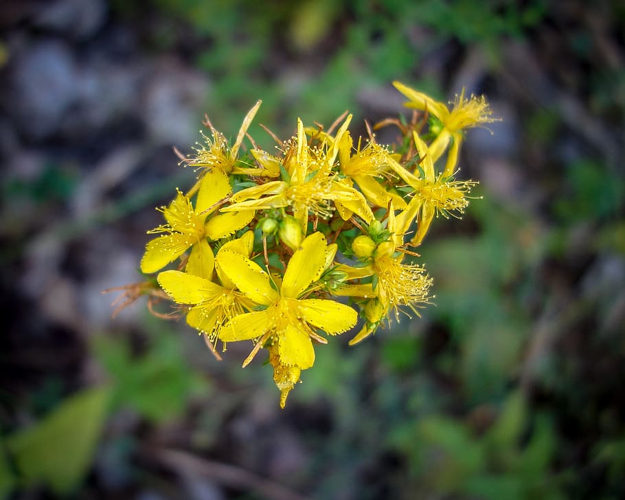flower, bloom, yellow, green, meadow, field, wild flower, blossom HD wallpaper