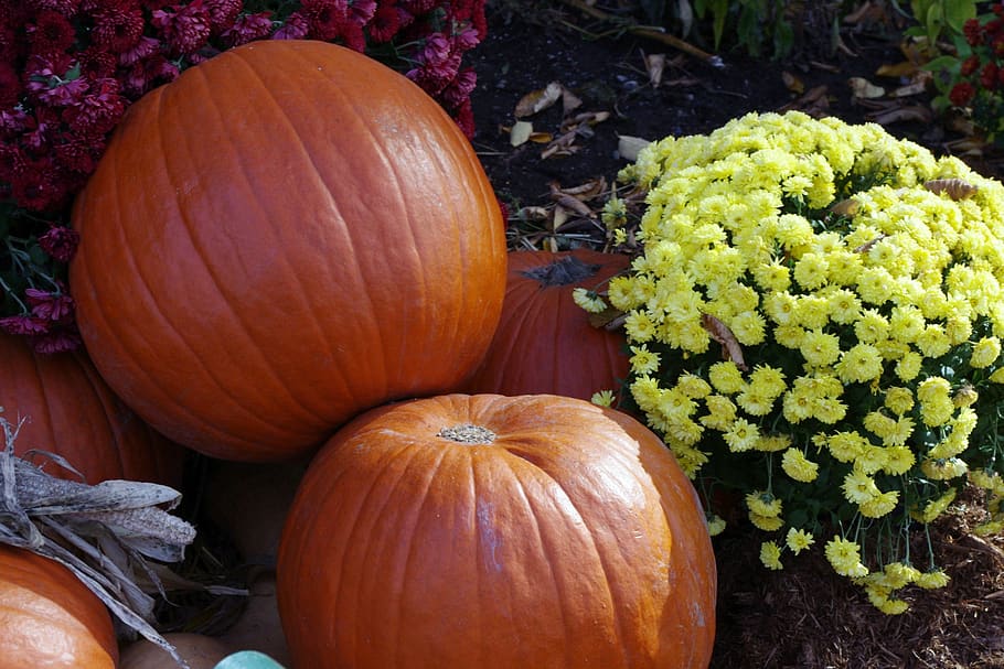pumpkin, halloween, decoration, fall, harvest, autumn, vegetables HD wallpaper