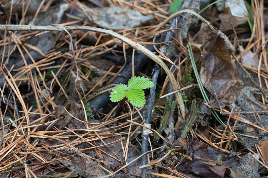 spring, strawberries, green, forest, plant, plant part, leaf HD wallpaper