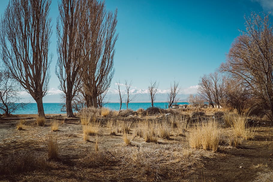 tree, trees, lake, kyrgyzstan, moutain, moutains, sun, snow HD wallpaper