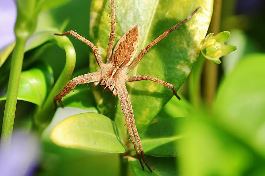 spider, small, eyes, insect, macro, hairy, arachnid, nature HD wallpaper