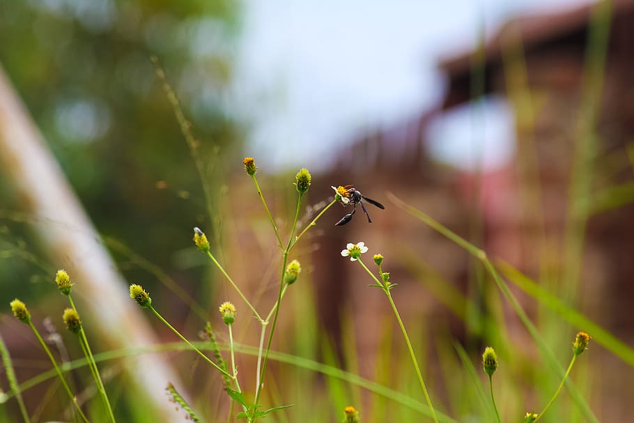 wasp, insect, flowers, green, grass, invertebrate, animal, animal themes HD wallpaper