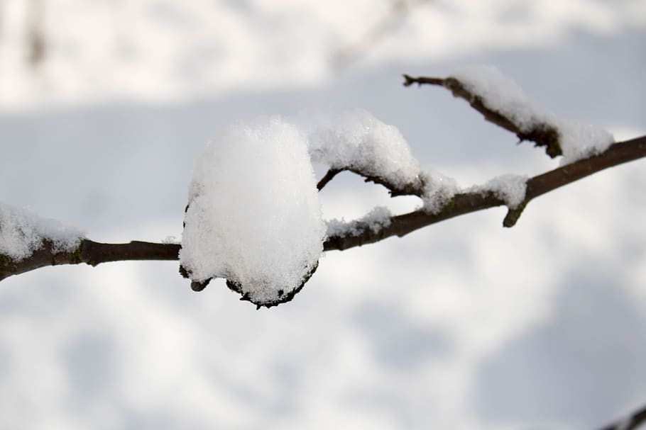 winter, snow, frost, tree, sprig, ośnieżona branch, the fence HD wallpaper