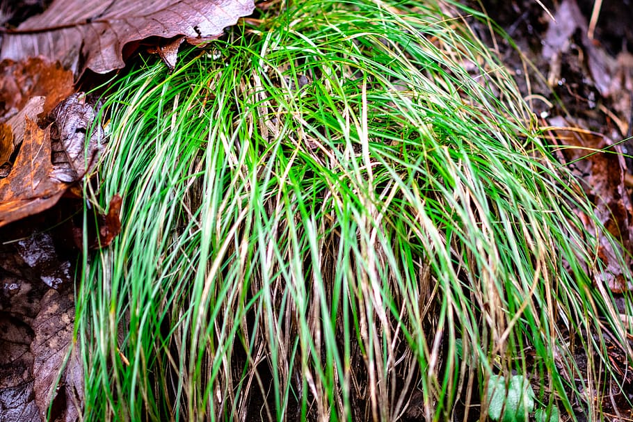 vegetation, bush, plant, leaf, root, usa, rising fawn, ga, cloudland canyon state park HD wallpaper
