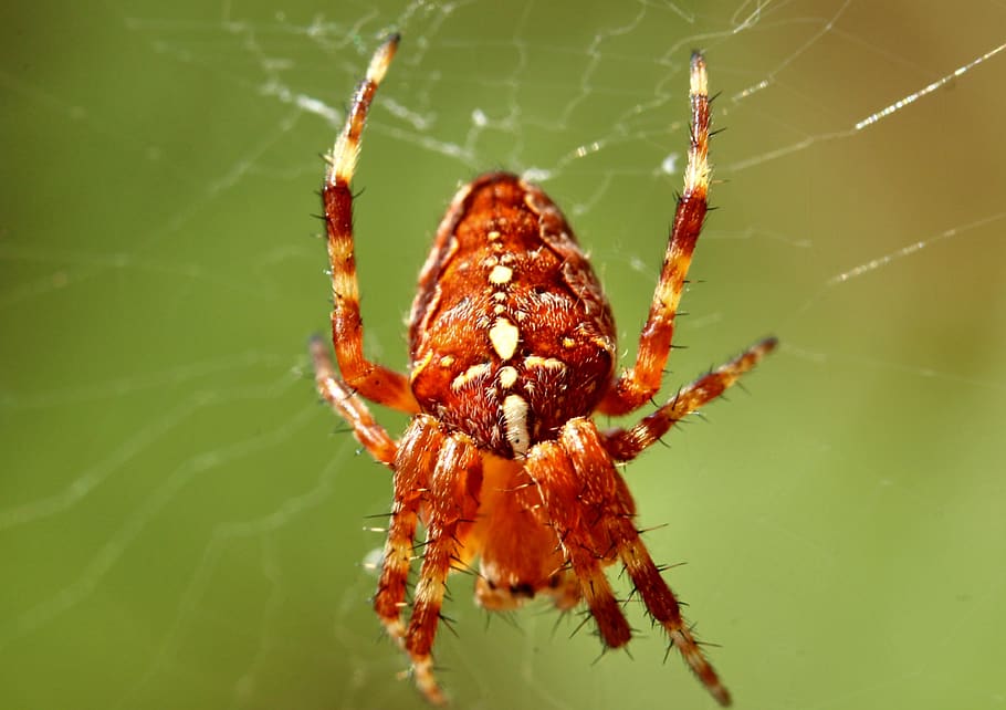 araneus, spider, cobweb, close up, macro, arachnid, spin threads, HD wallpaper