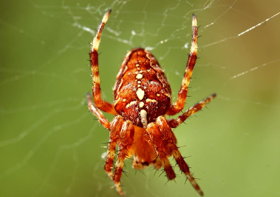 araneus, spider, cobweb, close up, macro, arachnid, spin threads HD wallpaper