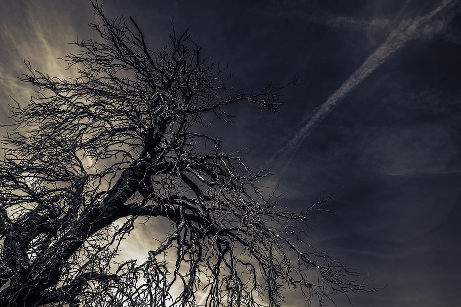 tree, night, branches, evening, nature, landscape, dark, silhouette HD wallpaper