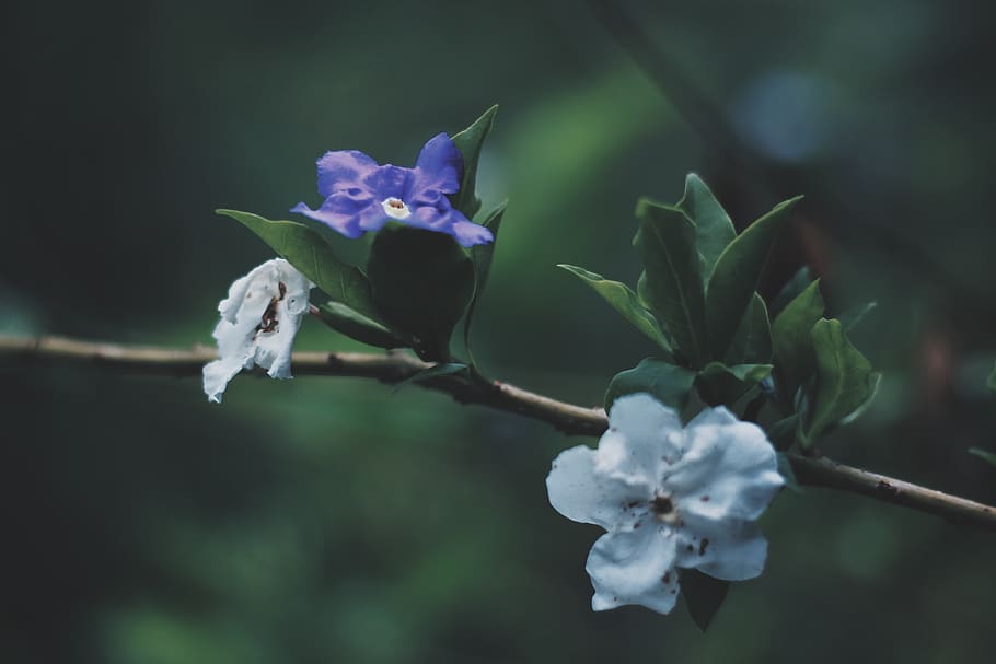 purple and white flowered tree, flowering plant, beauty in nature HD wallpaper