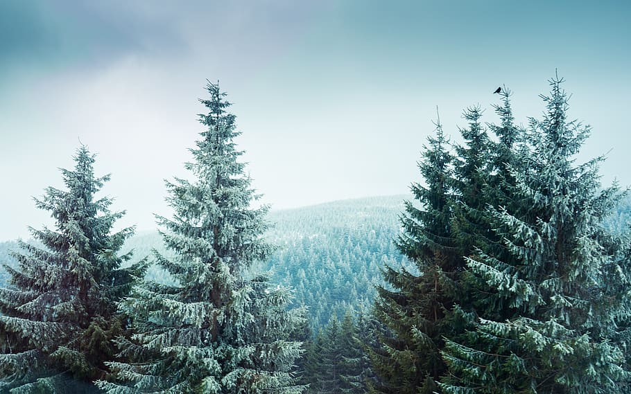 wood, nature, forest, landscape, fir tree, conifer, bird, wide HD wallpaper