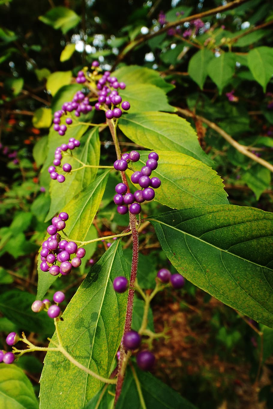 flowers, nature, plants, plant part, growth, leaf, fruit, freshness HD wallpaper