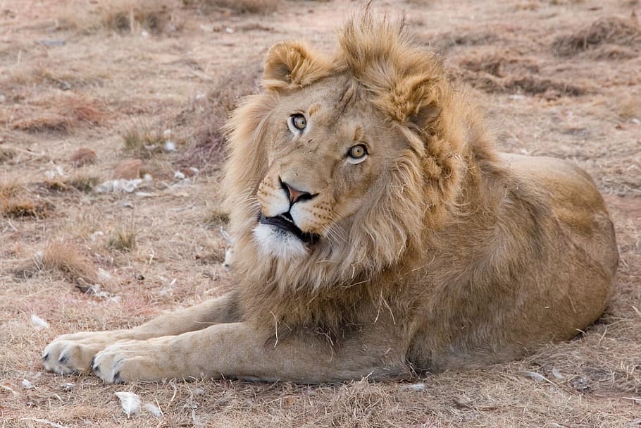 Adult Lion Lying on Ground, lion - feline, animal themes, cat HD wallpaper