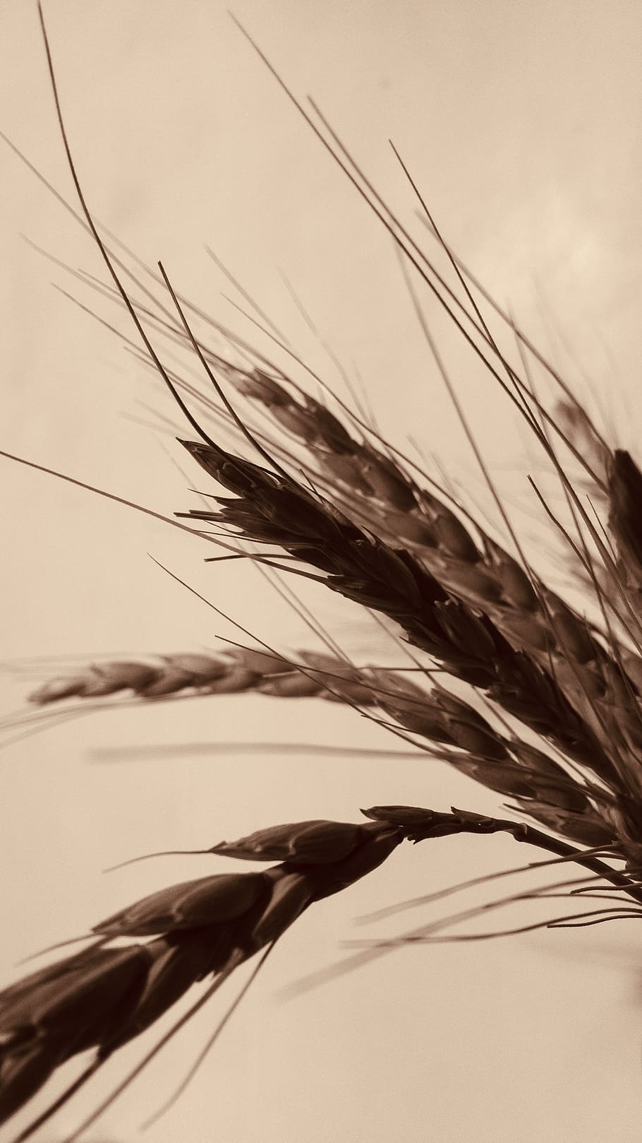 brown grain, plant, produce, food, vegetable, vegetation, animal HD wallpaper