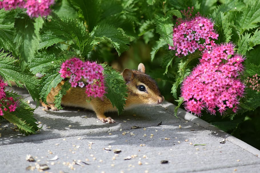 squirrel, chipmunk, rodent, nature, flowers, animal, ground HD wallpaper
