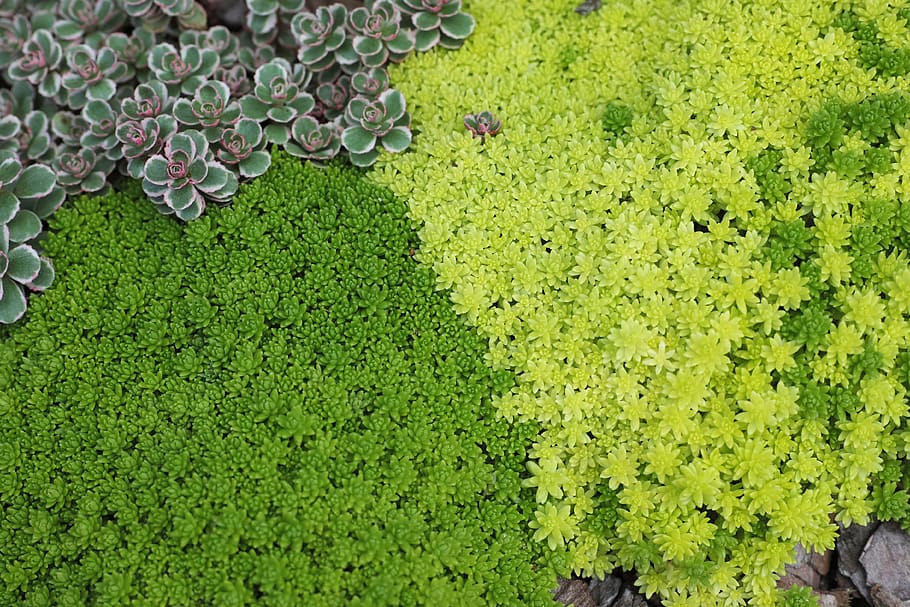 nature, garden, moss, green color, growth, high angle view HD wallpaper