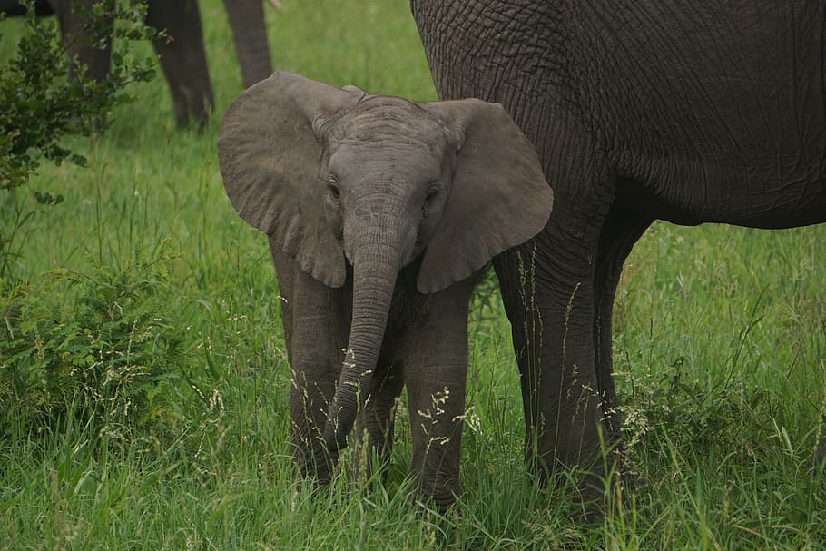 baby elephant on green grass, mammal, wildlife, animal, young elephant, HD wallpaper