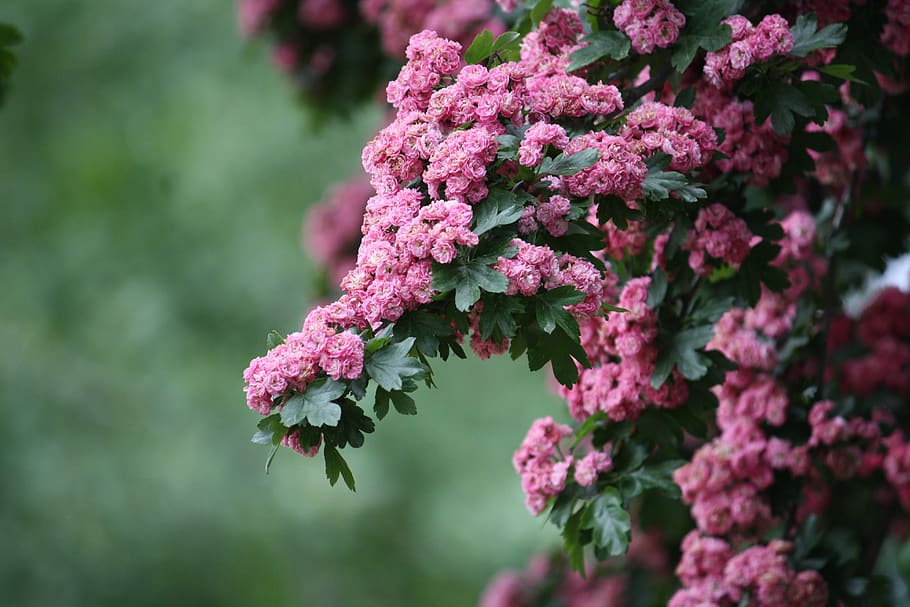 flowers, tree, pink, shrub, nature, yards, landscape, floral HD wallpaper