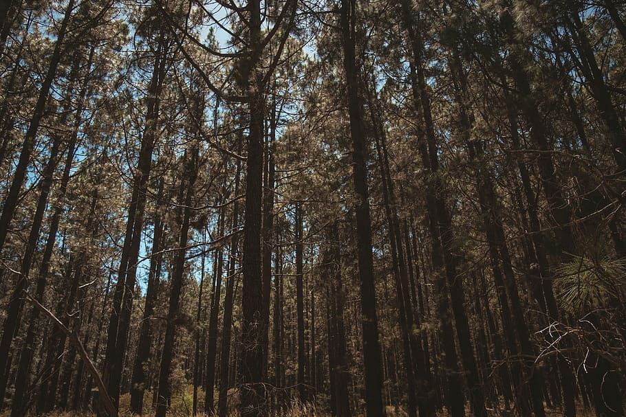 forrest, tree, trees, nature, chill, alone, lonely, beauty in nature HD wallpaper