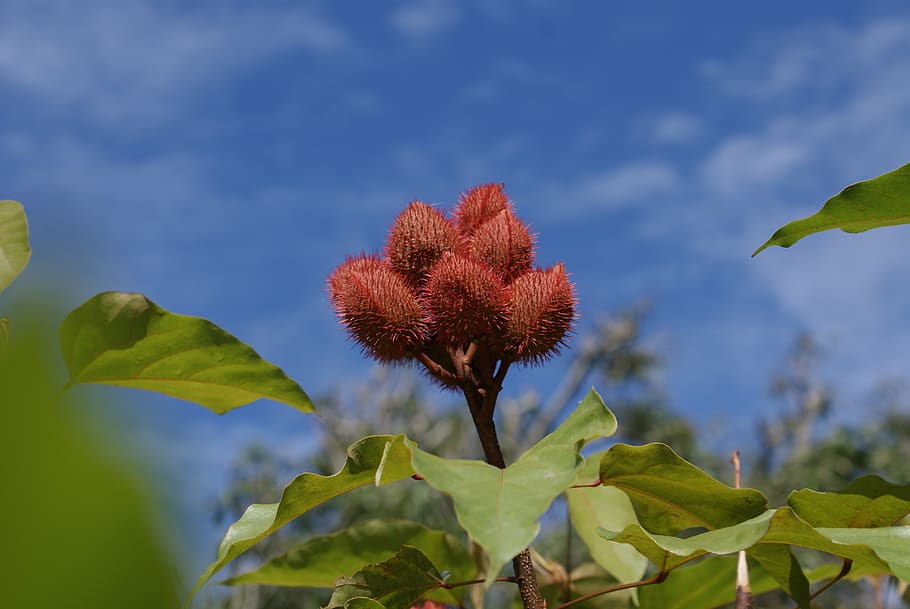 brazil, barreirinhas, plant, plant part, leaf, flower, growth HD wallpaper