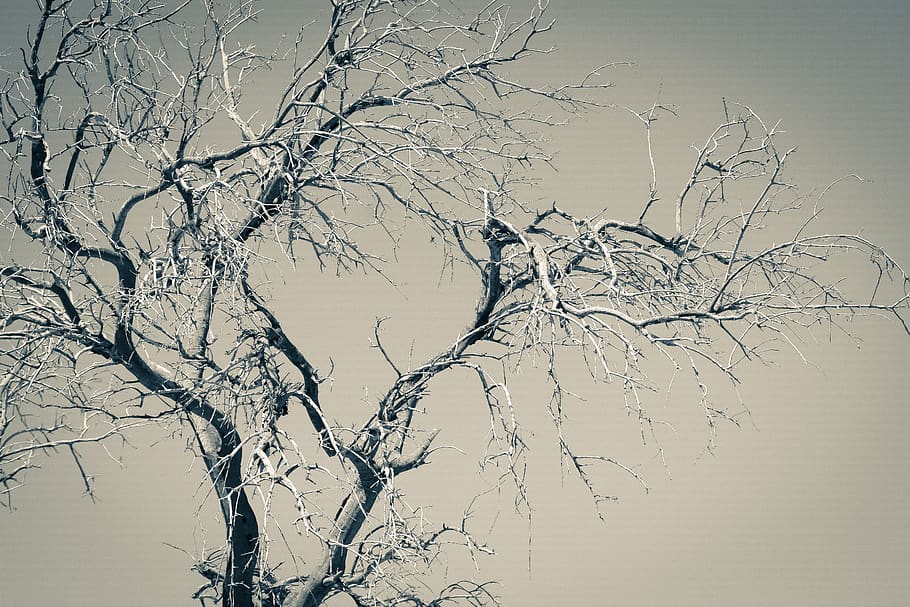 tree, branches, nature, autumn, sky, plant, bare tree, no people HD wallpaper