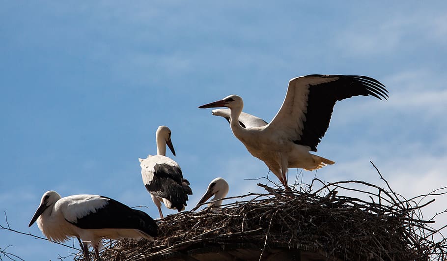 stork, storks, bird, animal, animal world, nest, white stork HD wallpaper