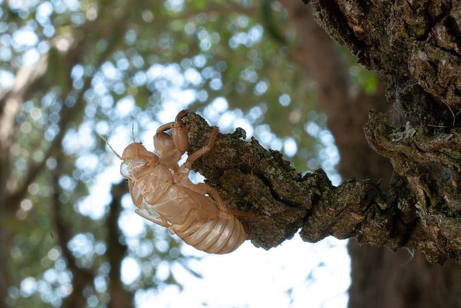 cicada, macro, close up, insects, nature, chrysalis, tree, low angle view HD wallpaper
