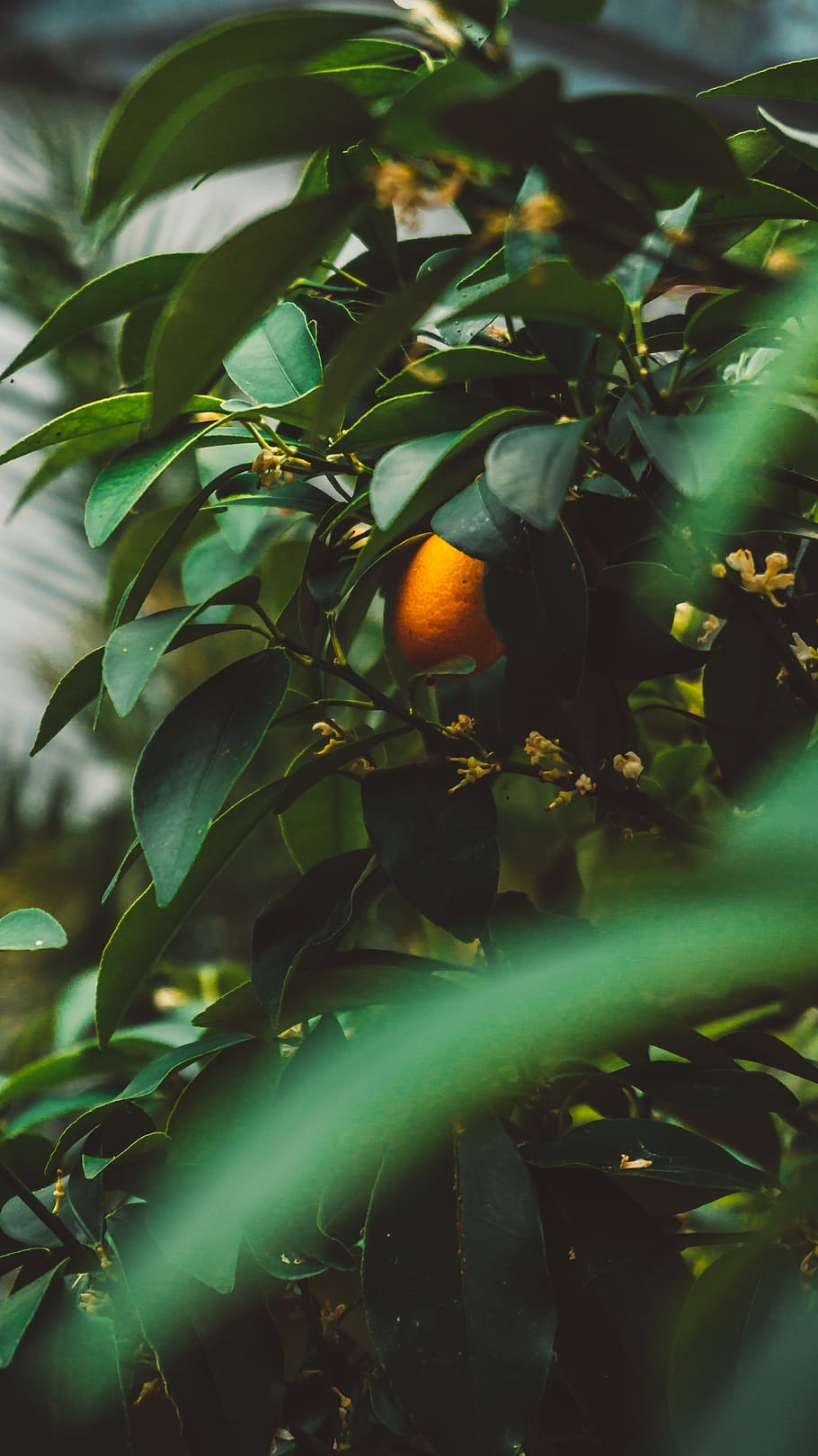 oval orange fruit on tree, food and drink, growth, healthy eating HD wallpaper