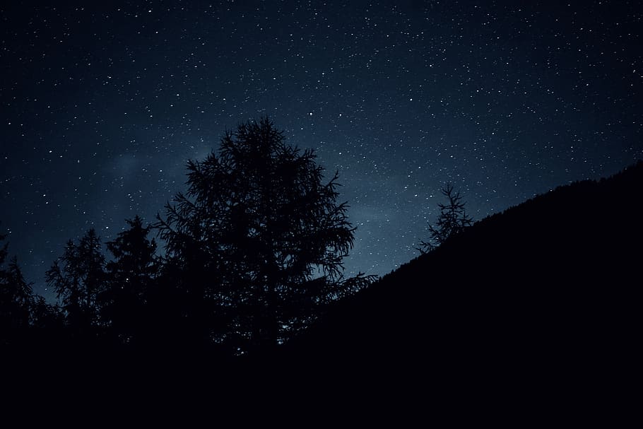 star sky, tree, night, milky way, cosmos, silhouette, dark HD wallpaper