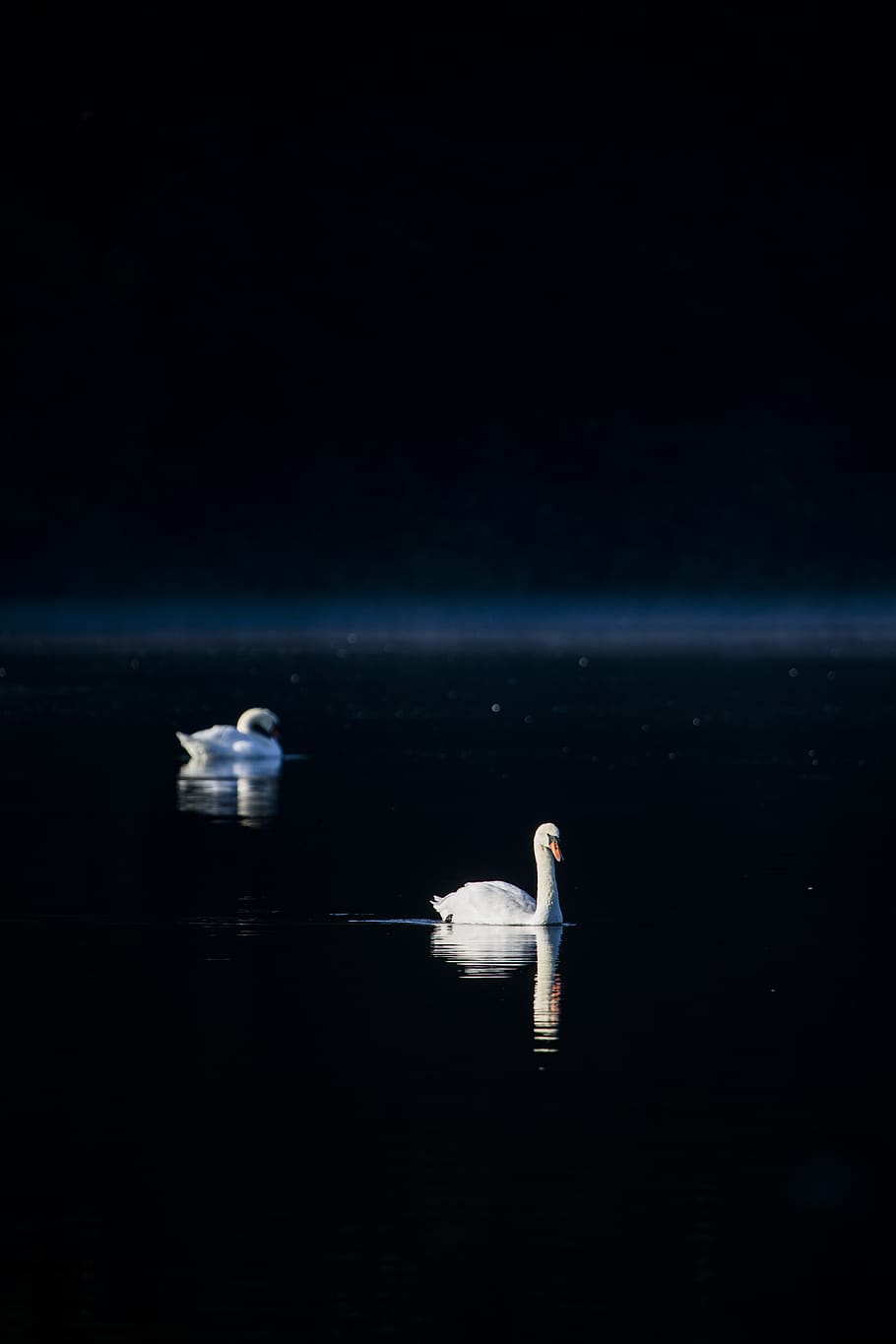 two white swans on water, sea, nautical vessel, transportation HD wallpaper