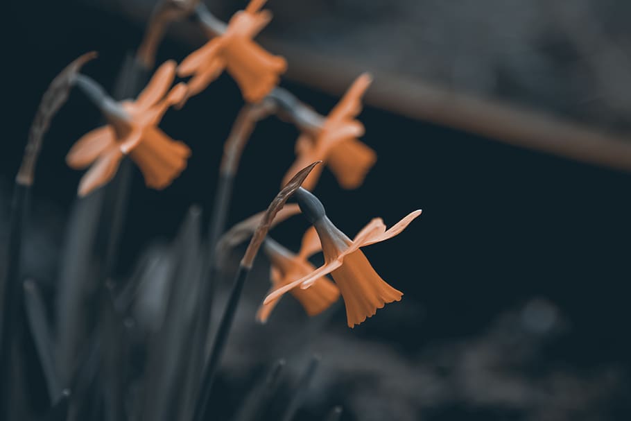 orange petaled flowers, focus on foreground, no people, orange color HD wallpaper