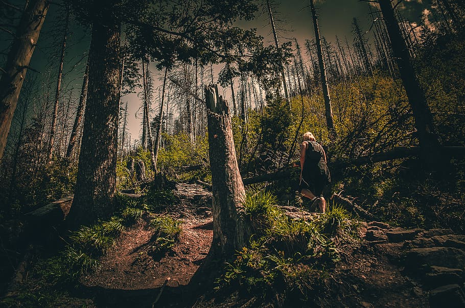 Person in Black Top Walking Through Forest, conifer, dawn, daylight HD wallpaper