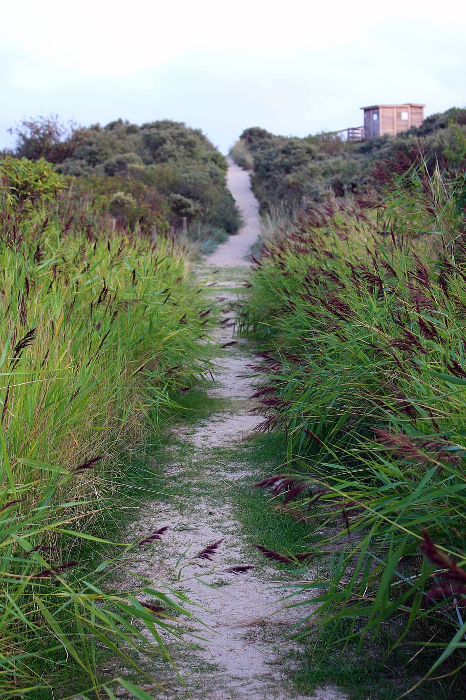 langeoog, reed, path, away, nature, water, landscape, plant HD wallpaper