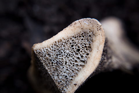 bone, marrow, texture, creepy, close-up, food, fungus, mushroom HD wallpaper