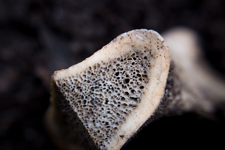 bone, marrow, texture, creepy, close-up, food, fungus, mushroom HD wallpaper