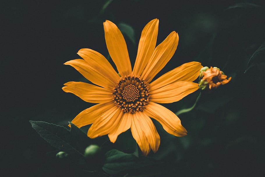 Yellow Flower, bloom, blossom, flora, macro, petals, plant, flowering plant HD wallpaper