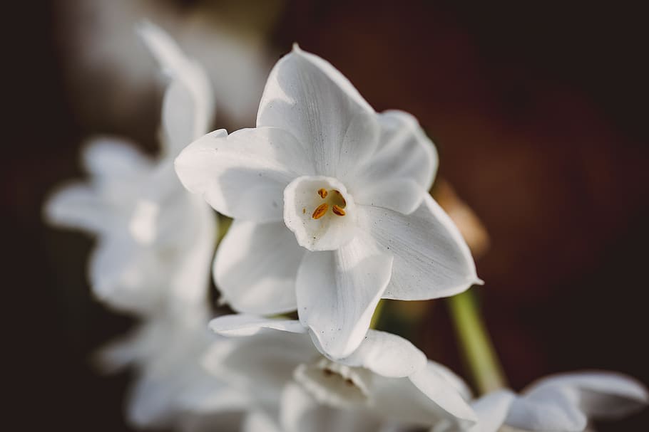 flower, flowering plant, petal, fragility, freshness, beauty in nature HD wallpaper