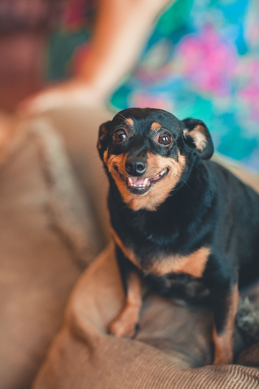 Photo of Chihuahua, adorable, animal, animal photography, blur