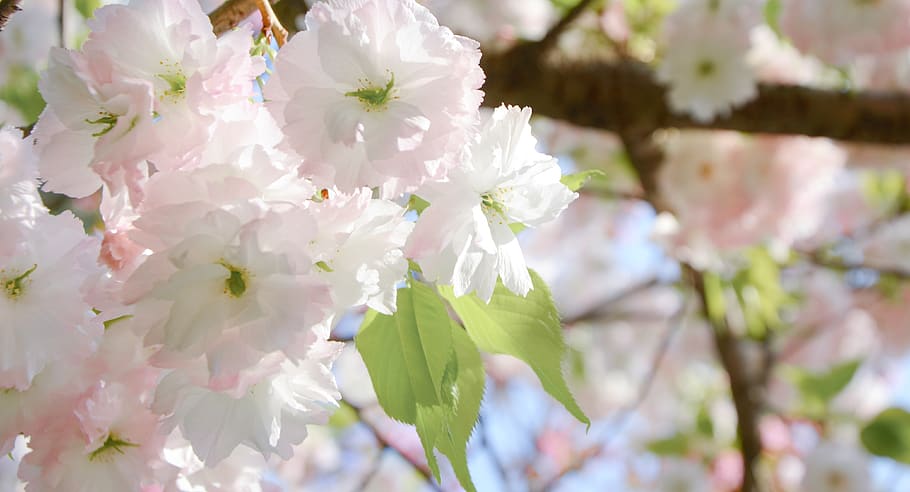 cherry blossom, pink, spring, beautiful, outdoor, flower, flowering plant HD wallpaper